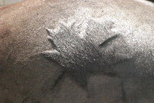 Canadian Horse Flag